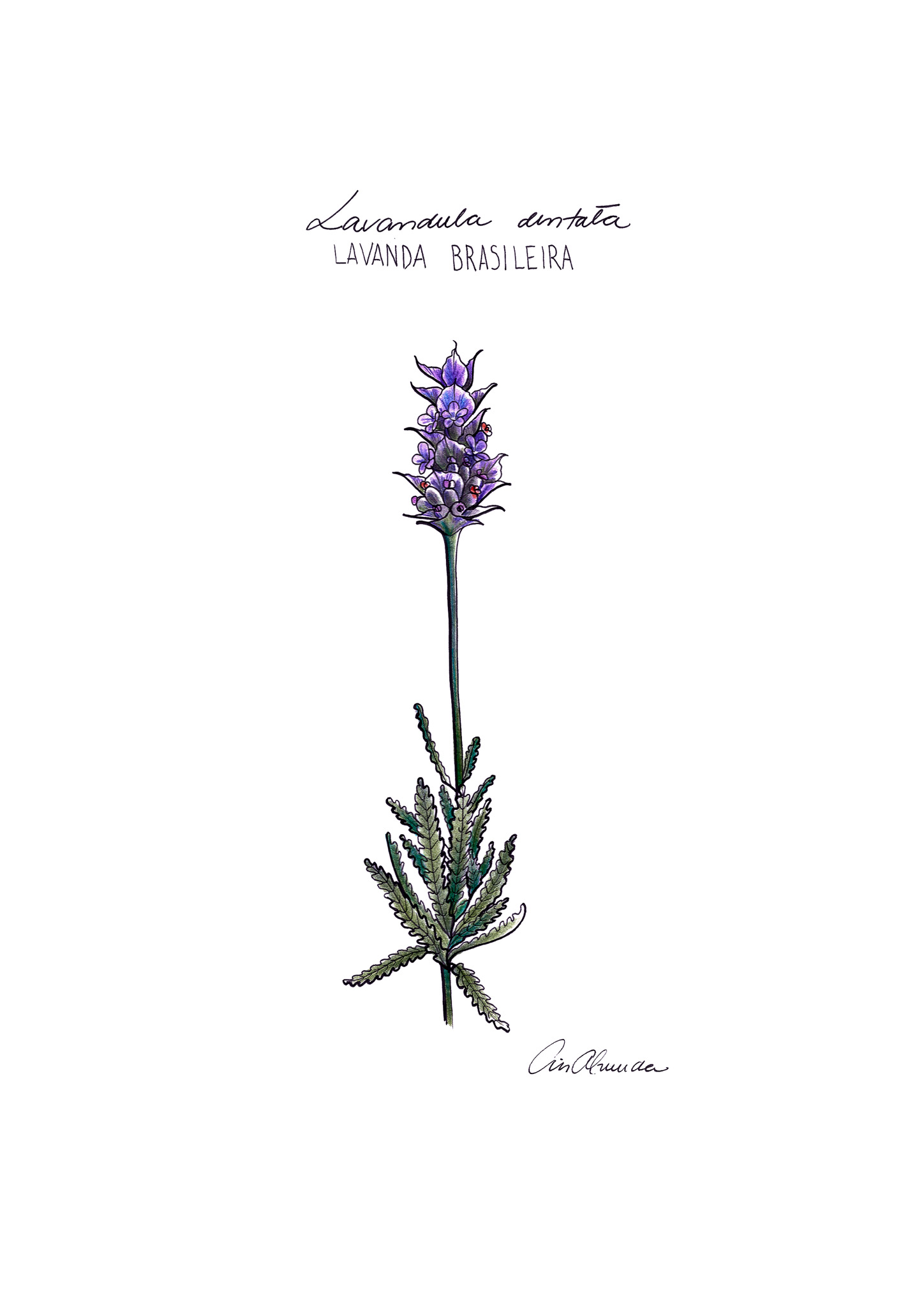 Print Lavanda flor - a gata pintou